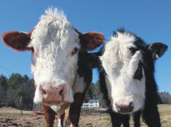 Pasture-raised beef cows