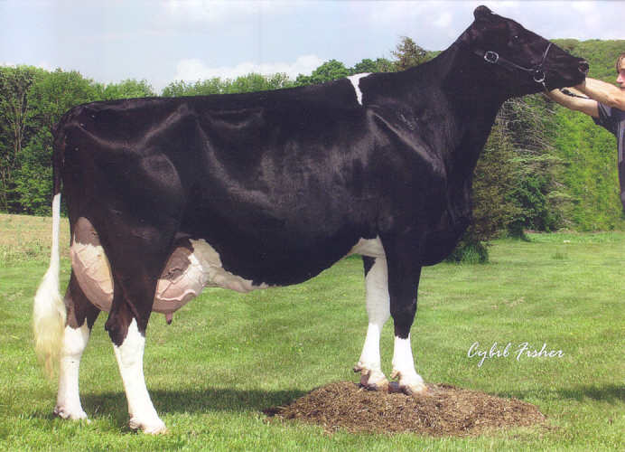 registered Holstein Abilene