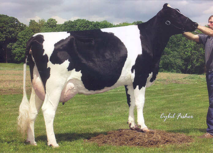 registered Holstein Andrea