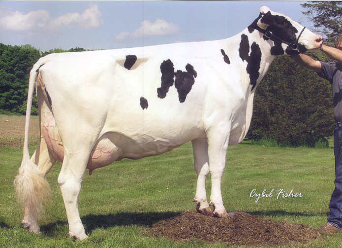 registered Holstein Heloise