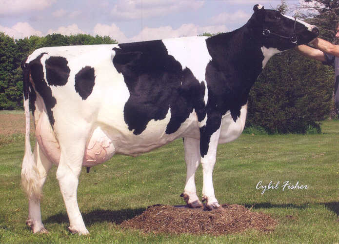 registered Holstein Hillary