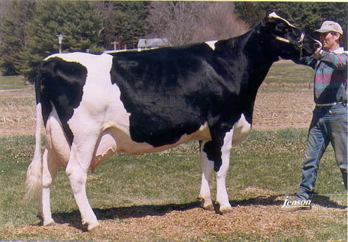 registered Holstein Arizona