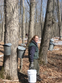 maple syrup buckets
