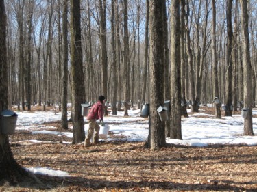 collecting maple sap