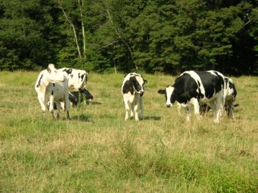 heifers on Turkey Hill