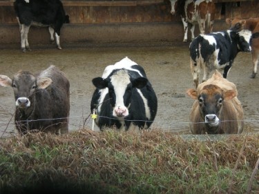 heifers in yard