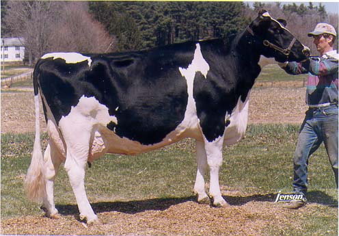 registered Holstein Honeydew