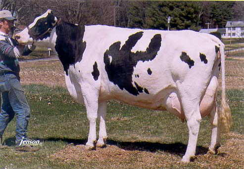 registered Holstein Sheena