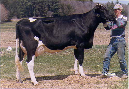 holstein dairy cow